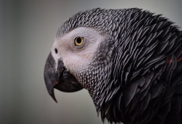 Photo of an animal: guess its name